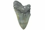 Partial, Fossil Megalodon Tooth - Sharp Serrations #297293-1